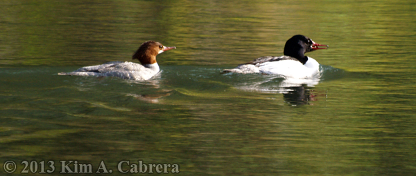 mating pair of mergansers