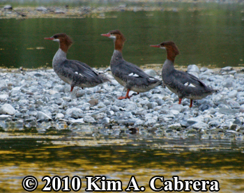 3
                        mergansers