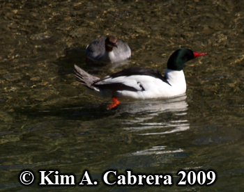 merganser
                          breeding pair. Photo copyright Kim A. Cabrera
                          2009.
