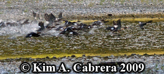 Mergansers taking
                          off. Photo copoyright Kim A. Cabrera 2009.