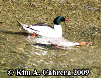 merganser breeding
                          pair. Photo copyright Kim A. Cabrera 2009.