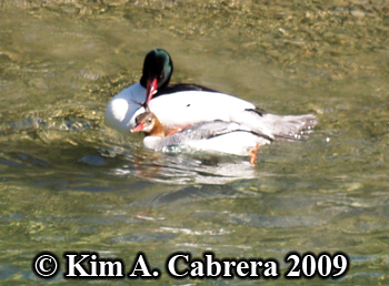merganser
                          breeding pair. Photo copyright Kim A. Cabrera
                          2009.