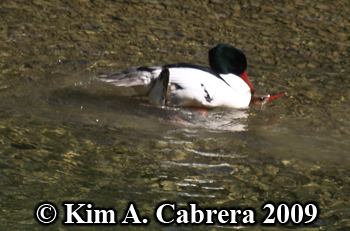 merganser
                          breeding pair. Photo copyright Kim A. Cabrera
                          2009.