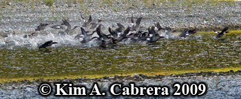 Mergansers taking
                          off. Photo copoyright Kim A. Cabrera 2009.