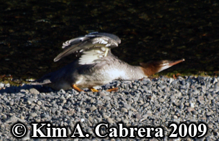 merganser
                          stretching wings. Photo copyright Kim A.
                          Cabrera 2009.