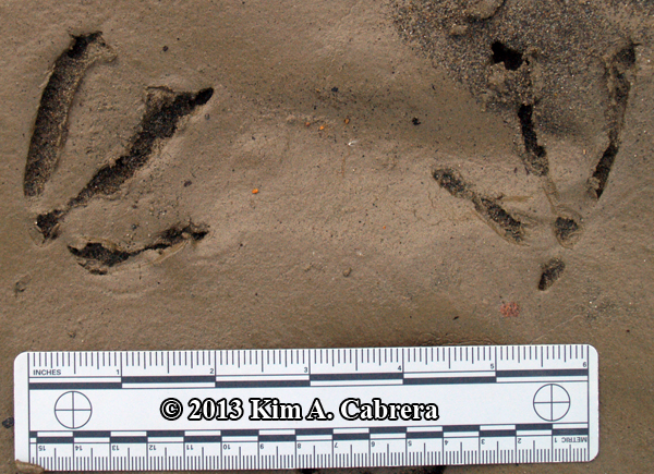 merganser tracks