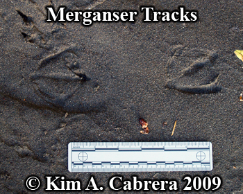 merganser tracks in sand. Photo copyright
                          Kim A. Cabrera 2009.