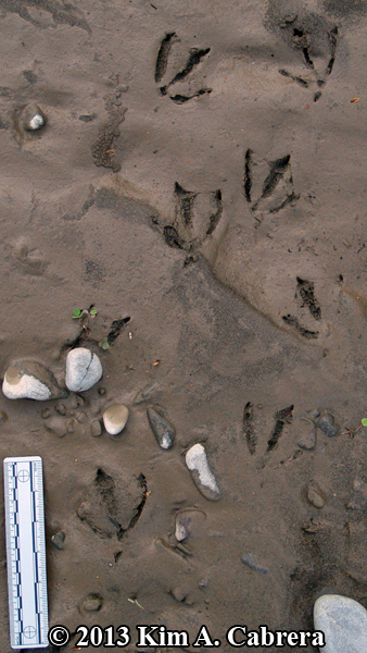 merganser tracks in mud