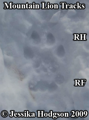Set of mountain lion or cougar tracks. Photo
                    copyright Jessika Hodgson 2009.
