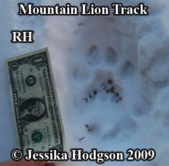 Cougar track with dollar for size comparison.
                    Photo copyright Jessika Hodgson 2009.