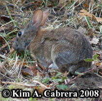 Brush
                  rabbit. Photo copyright Kim A. Cabrera 2008.