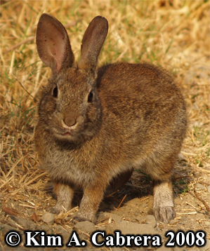 Brush
                    rabbit. Photo copyright by Kim A. Cabrera 2008.