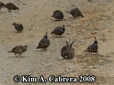 Brush
                    rabbit feeding in the midst of quail covey. Photo
                    copyright by Kim A. Cabrera 2008.