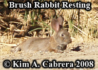 Brush rabbit resting. Photo copyright by Kim A.
                    Cabrera 2008.
