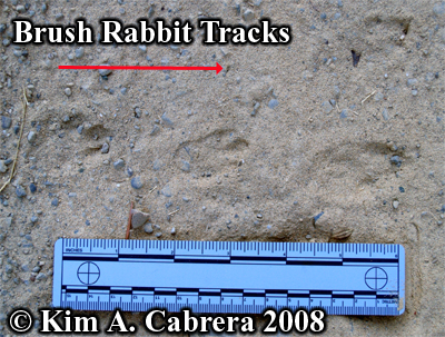 A
                    fine set of brush rabbit tracks in dusty soil. Photo
                    copyright by Kim A. Cabrera 2008.