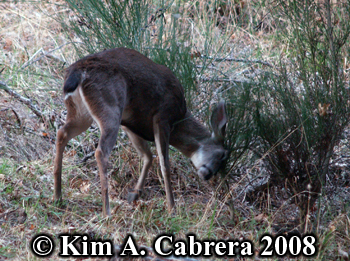 Buck thrashing a plant with his antlers. Photo
                    copyright Kim A. Cabrera 2008.