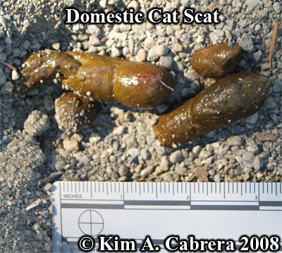 Domestic cat scat. Photo copyright by Kim A.
                    Cabrera 2008.