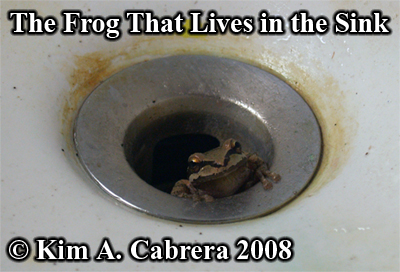 The frog that
                  lives in the sink. Photo copyright by Kim A. Cabrera
                  2008.
