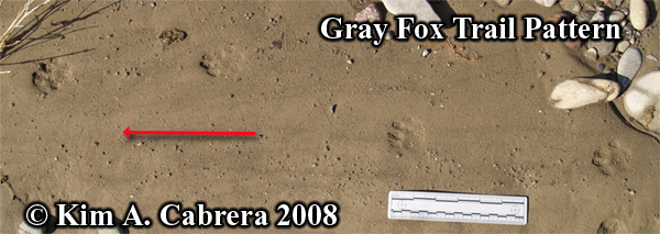 Gray fox gait. Photo copyright by Kim A.
                      Cabrera 2008.