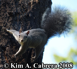 Gray
                      squirrel. Photo copyright Kim A. Cabrera 2008.