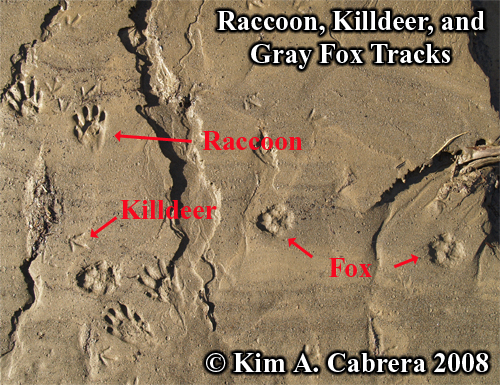 
                    Raccoon, killdeer, and gray fox tracks. Photo
                    copyright by Kim A. Cabrera 2008.