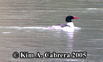 Merganser showing breeding plumage.
                            Photo copyright by Kim A. Cabrera 2005.