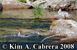 Three mergansers resting on a rock.
                            Photo copyright Kim A. Cabrera 2008.