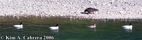 Mergansers swim past a turkey vulture
                            on shore. Photo copyright by Kim A. Cabrera
                            2006.