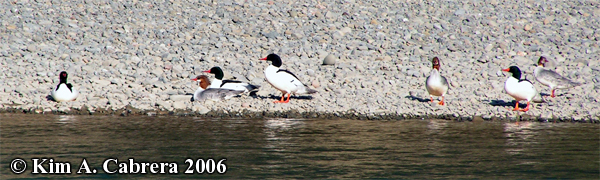 Mergansers on shore. Photo copyright by
                            Kim A. Cabrera 2006.