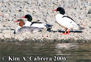 Mergansers on shore. Photo copyright by
                            Kim A. Cabrera 2006.