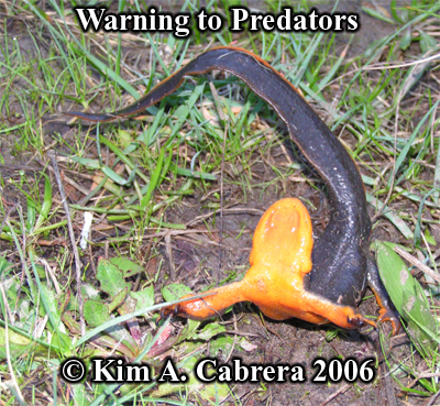 Rough
                      skinned newt warning predators. Photo copyright by
                      Kim A. Cabrera 2006.