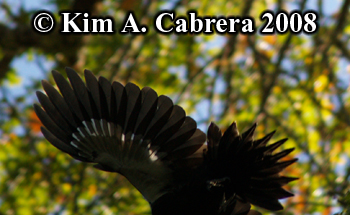 Pileated woodpecker in flight. Photo copyright
                    Kim A. Cabrera 2008.