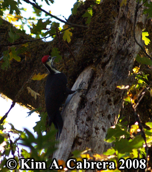 Pileated woodpecker on old tree. Photo
                    copyright Kim A. Cabrera 2008.