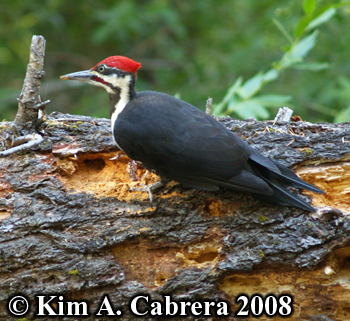Pileated woodpecker on old log. Photo copyright
                    Kim A. Cabrera 2008.