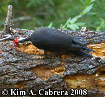 Pileated woodpeckermakign hole in log. Photo
                    copyright Kim A. Cabrera 2008.