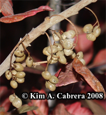 Poison oak berries. Photo copyright by Kim A.
                    Cabrera 2008.