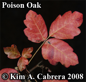 Poison
                    oak red leaves at the end of summer. Photo copyright
                    by Kim A. Cabrera 2008.