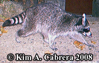 Raccoon. Photo
                  copyright by Kim A. Cabrera 2008.