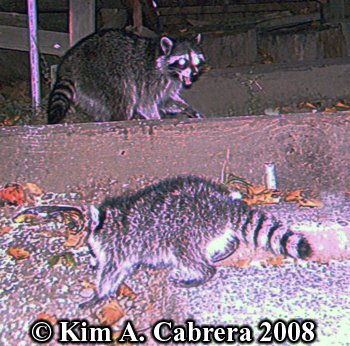 Raccoon
                  photos on trail cam. Photo copyright Kim A. Cabrera
                  2008.