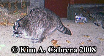 Raccoon
                  photos on trail cam. Photo copyright Kim A. Cabrera
                  2008.