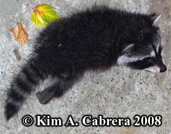 Raccoon
                    kit. Photo by Kim A. Cabrera 2008.