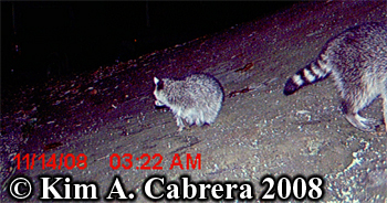 Raccoon kit looking backward. Photo copyright Kim
                  A. Cabrera 2008.