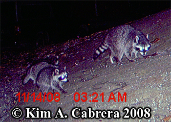Three
                  raccoons. Photo copyright Kim A. Cabrera 2008.