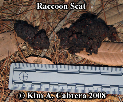 Raccoon scat with berries. Photo copyright by
                    Kim A. Cabrera 2008.