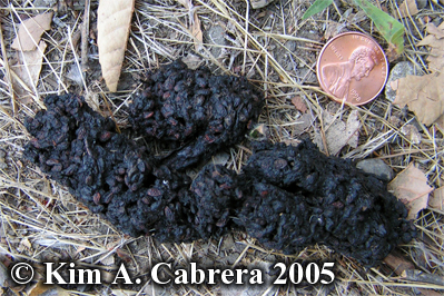 Raccoon
                      scat composed of berries. Photo copyright by Kim
                      A. Cabrera 2005.