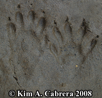 Raccoon
                    footprint pair in sand. Photo copyright Kim A.
                    Cabrera 2008.
