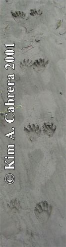 Raccoon tracks in typical gait pattern. Photo
                      copyright by Kim A. Cabrera 2001.