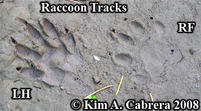 Raccoon track pair in mud. Photo copyright by
                    Kim A. Cabrera 2008.