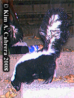 Striped skunk
                  photo on trail cam. Photo copyright Kim A. Cabrera
                  2008.