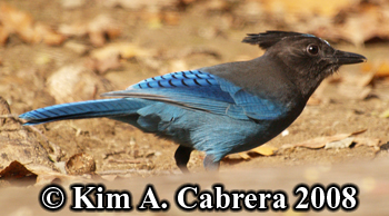 Steller's
                    Jay. Photo copyright Kim A. Cabrera 2008.